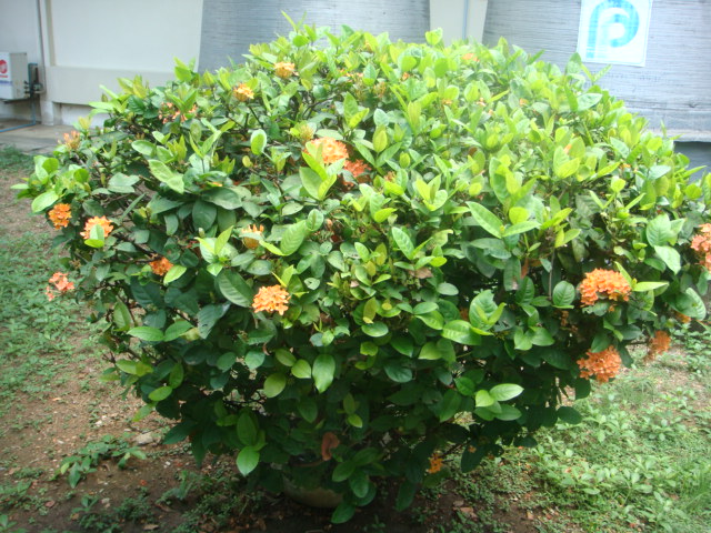 Image description